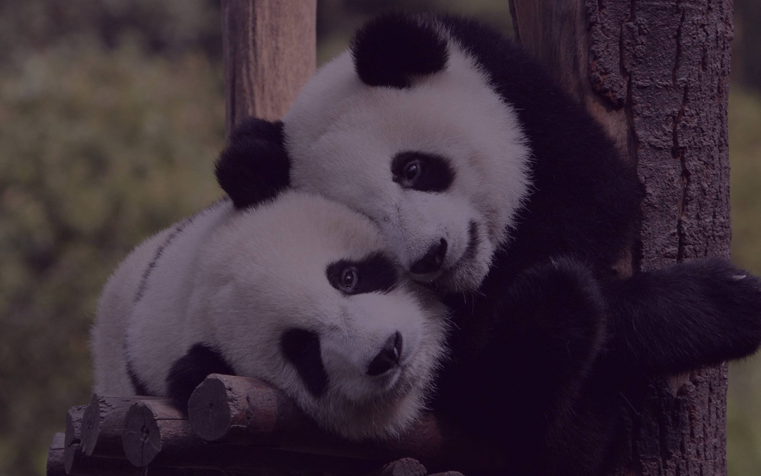 6990634-panda-hug.jpg